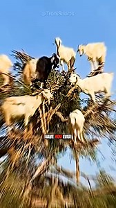 8.8K views · 134 reactions | Why Do So Many Goats Climb On Trees | Guspent | Facebook