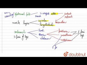 Give an account of locomotion in earthworm or cockroach. | 11 | STRUCTURAL ORGANIZATION IN ANIMA...