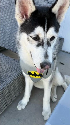 Cutest Husky Batman HALLOWEEN costume Ever