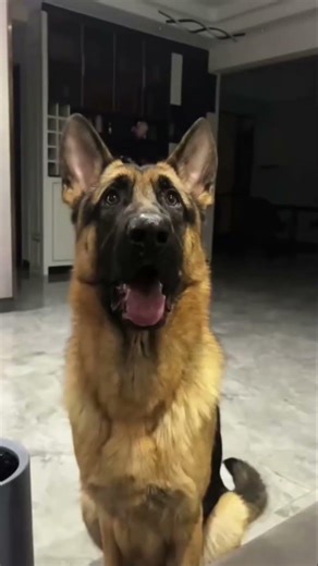 Impossible Not To Laugh 😂 Cats & Dogs #shortvideo #shorts