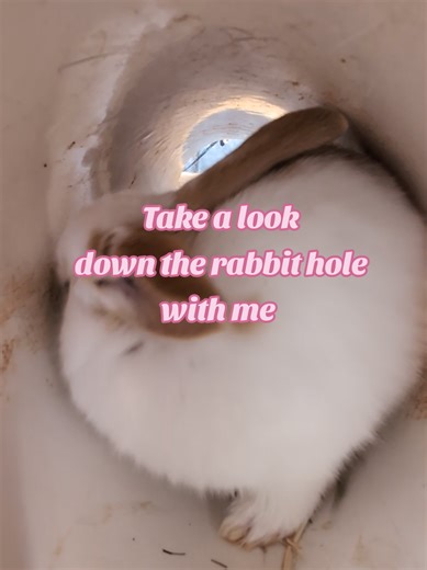 Curious Baby Rabbits Exploring Their Tunnel