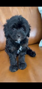 SCORCH � #cavapoo #doodles #christmas #gift #dog #puppies #cute #companion | Cavapoo Puppies