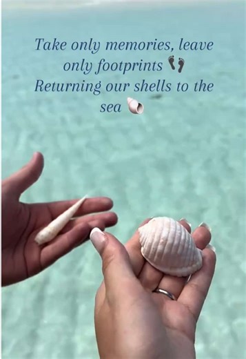 Returning Pretty Sea Shells in Rui Palace Maldives