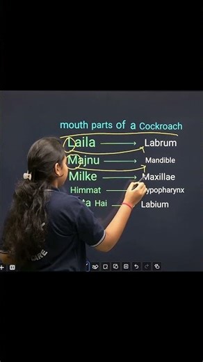 Mouth Parts of Cockroach