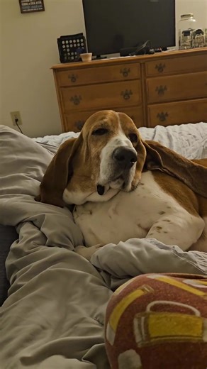 Basset Hound Puppies For Adopt (@basset_houndpuppies)’s videos with Sweet Dog My Little Love - KRAVEE