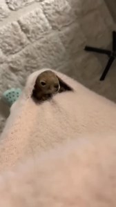 Wolf molesting squirrel #animallover #pets #shorts | Life of Paws