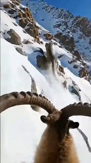 Snow leopard hunting a baby mountain goat