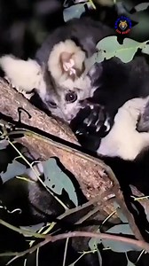 Greater Glider — the ghost of Australian forests 🌙🌲 With massive eyes, a fluffy tail, and skin membranes that let it glide over 300 feet through the night air ✨ #GreaterGlider #NatureReels #wildlife #viralpage | Know Anytime