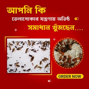 5.2M views · 52K reactions | তেলাপোকার যন্ত্রনায় অতিষ্ঠ 荒, এর সহজ...