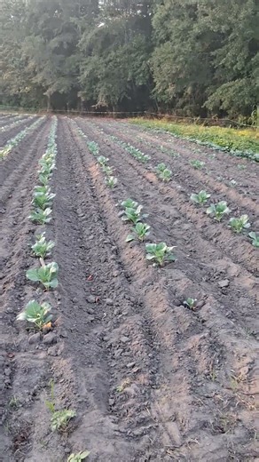 Grow your own food! The fall collards are planted.
