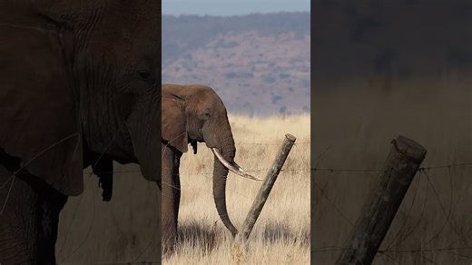 Watch a smart elephant pull a high-voltage fence with its tusk