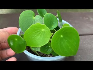Green Thumb Delight: Effortless Peperomia Polybotrya Propagation