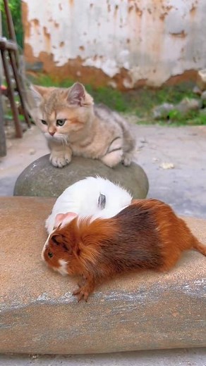 Adorable Guinea Pigs and Cat Playing Together