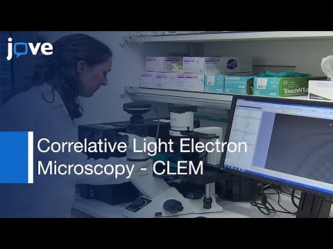 Correlative Light Electron Microscopy (CLEM)