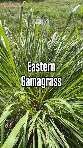 Native Eastern Gamagrass from our seed bank thanks to regenerative grazing practices! | Sequatchie Cove Farm