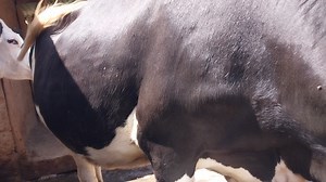 Always ensure your cow has access to clean, fresh, and adequate water—because just like us, cows thrive on H2O! Water isn’t just essential; it’s the secret ingredient to a happy, healthy, and productive herd." This adds a bit of flair while keeping the message clear and engaging. 😊 #reelschallenge #reelsfacebook | Dairyverse