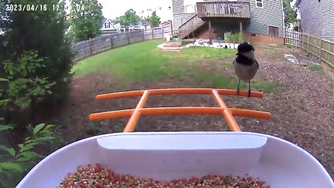 Naipo Bird Feeder, Camera for Automatic Bird Video Capture and Motion Detection, Solar-Powered Wireless Outdoor Device with 64G SD Card, Perfect Gift for Bird Enthusiasts