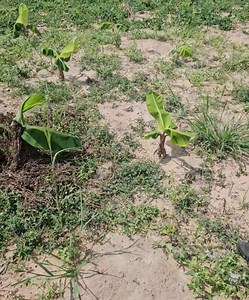 Plantain farming @Maria Ude Nwachi | Miposh Farms