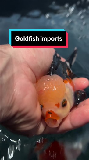 Some of these orandas are so cool with their unique coloration, would be pretty awesome to have a massive pond filled with them one day. #fish #oranda #imports #goldfish #aquarium