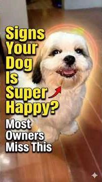 Signs Your Dog Is Super Happy 🐶 #funny #shorts #youtubeshorts #ytshorts #fyp #viral #shortvideo