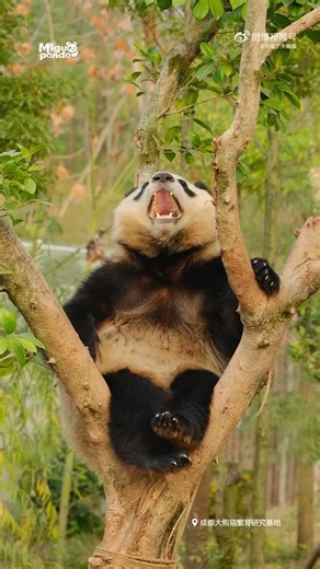 星运的大宝座很巴适#大熊猫# #来这吸熊猫# #大熊猫星运# #panda #熊猫 【欢迎订阅MIGU Panda官方频道】