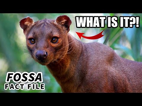 Fossa Facts: the LEMUR EATER | Animal Fact Files