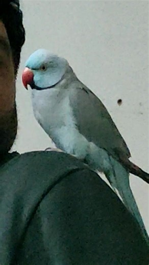 Exploring the Talking Bird Movie: A Unique Perspective