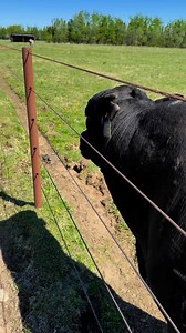 348K views · 8K reactions | Coming to a rodeo near you #alaska #ranch #farm #rodeo #bulls | Blankenship Farms | Facebook