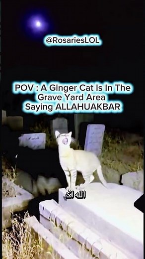 Ginger Cat Shouts “Allahu Akbar” in the Graveyard