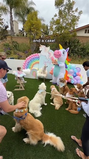 Watch my Dog Slowly Realize it's her Birthday! #GoldenRetriever #Birthday #family #dog | Lady and the Blues