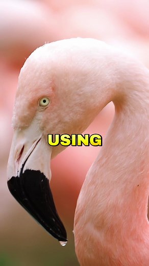 Here come some flamin’-cool Flamingo facts! * Flamingos live in huge groups called a flamboyance—what a fabulous name! * Flamingos make funny honking and squawking sounds—like geese having a dance party! * They can drink near boiling-hot water from geysers that would burn us—because their legs and beaks are super tough. #love #nature #fyp #viral #vlog