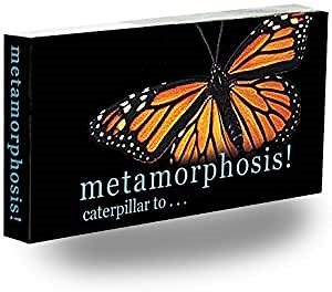 Fliptomania Caterpillar to Monarch Butterfly Metamorphosis Flipbook