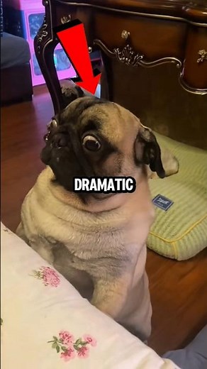 Pugs Are The Most Dramatic Dogs Ever...😂🐶😭 #dog #shorts #pets #animals #pug