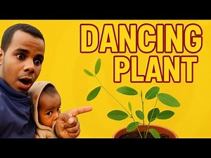 You Won’t Believe This Plant Dances! | Dancing Plant Facts