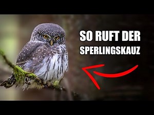 Sperlingskauz - Vogelstimmen lernen