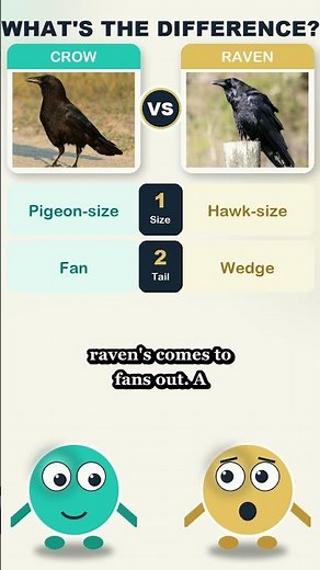 Crow vs Raven — What's the Difference? 🐦‍⬛