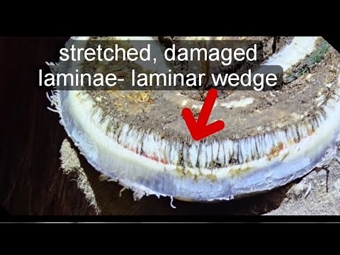 Trimming a chronic foundered hoof. Horse hoof trim. How to trim a horse with laminitis. #hoof