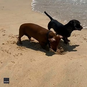 63K views · 1.3K reactions | Just another day at the beach in Australia Credit: Jackson MacCue via Storyful | The Australian | Facebook