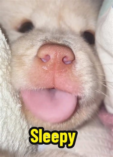 Sleepy Puppy Moments: Adorable Dog Sleeping Compilation