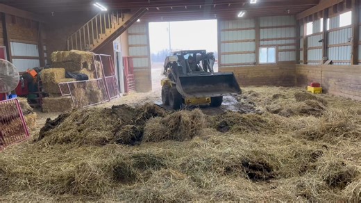 2.6K views · 53 reactions | Today was cleaning day at the Sheep...