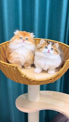 Gorgeous Cats Playing Together