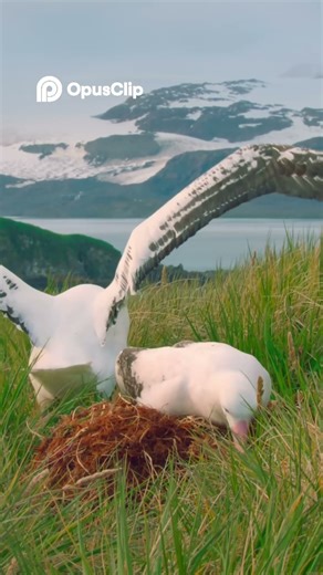 Albatross Faces Ocean Dangers Will This Goodbye Be His Last