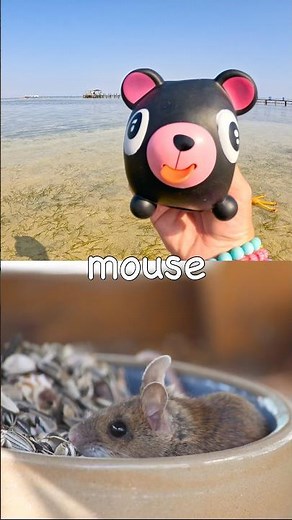 Animal Names for Kids to Learn: Fox Mouse Rhino African Buffalo Cow #HolidaysWithYouTube