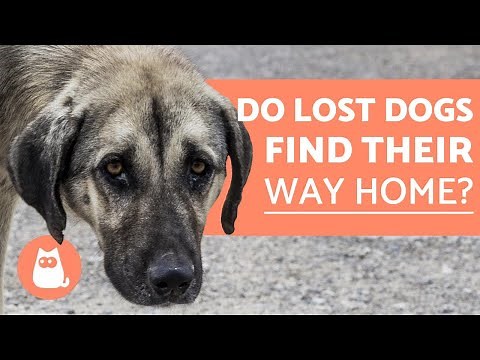 Do LOST DOGS Find Their Way Home?