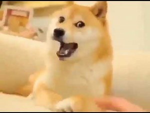 DOGE LALALA (Polyphia Remix) // ™MEMEYOUYOU Official™