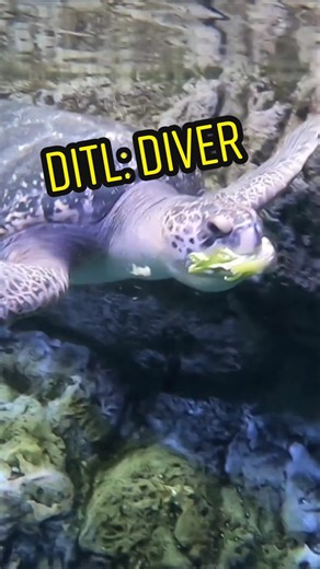 A Sunday in the life of Volunteer Diver Yuki. Jealous? Applications are open for our volunteer diver program now! Sea you underwater? 🤿💙 #ditl #dayinthelife #diver #aquariumofthepacific