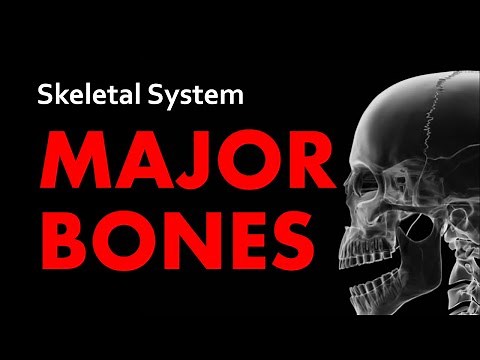 Major Bones | Skeletal System 01| Anatomy & Physiology