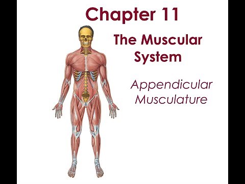 anatomy chapter 11 ~ appendicular muscles