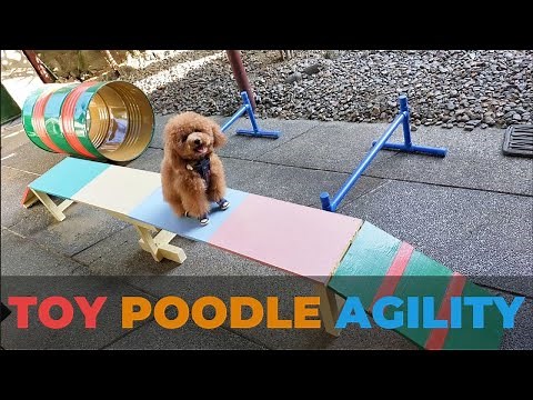TOY POODLE AGILITY TRAINING