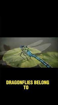 Dragonflies: Anatomy of the World's Top Predator - 3D Animation